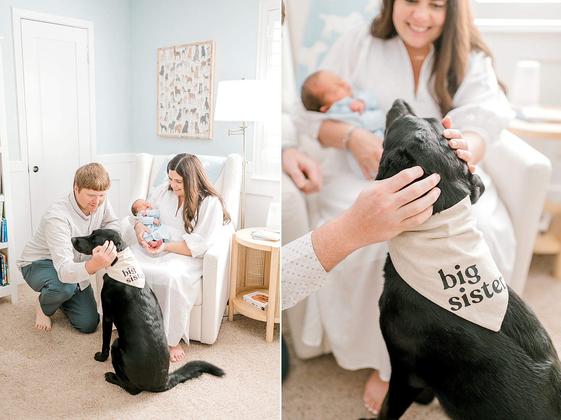 big sister dog, a black lab sits with family during Touching Lifestyle Newborn Session