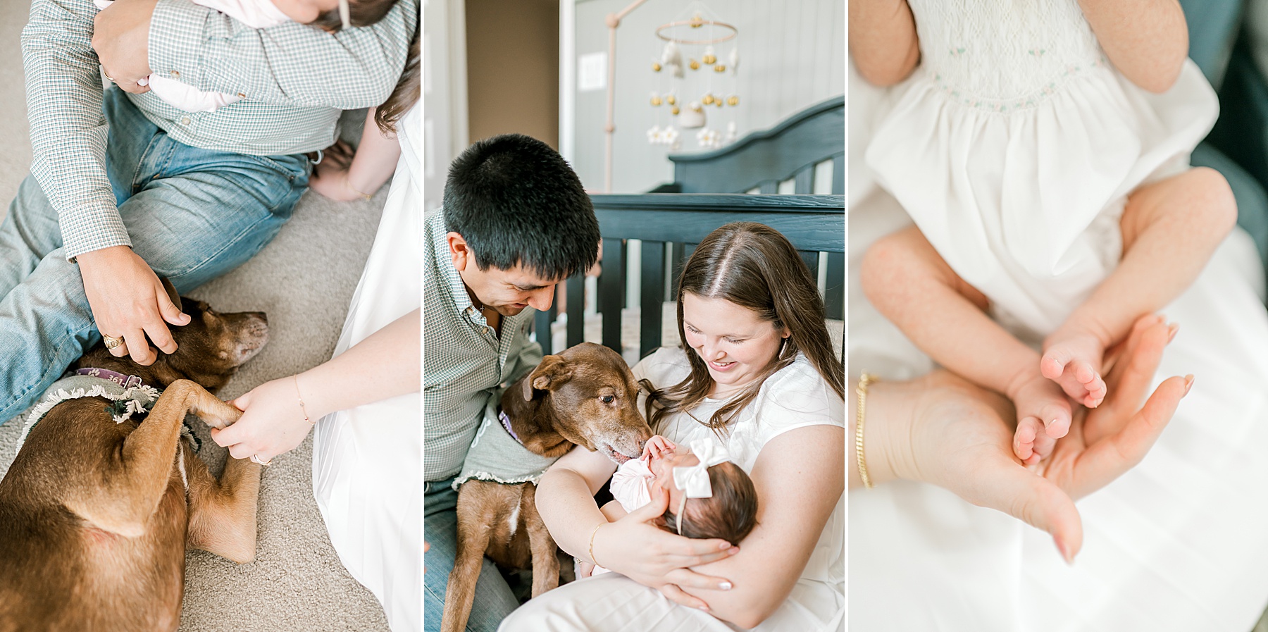 family dog watches over newborn girl