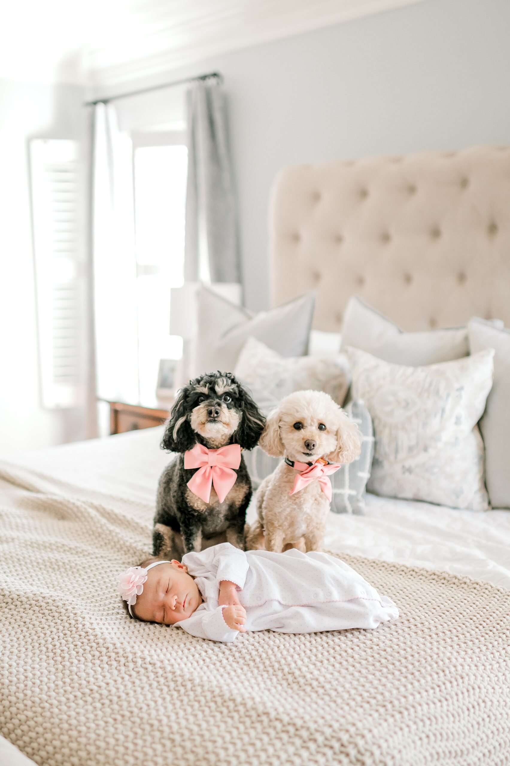two dogs with pink bows sit next to newborn girl