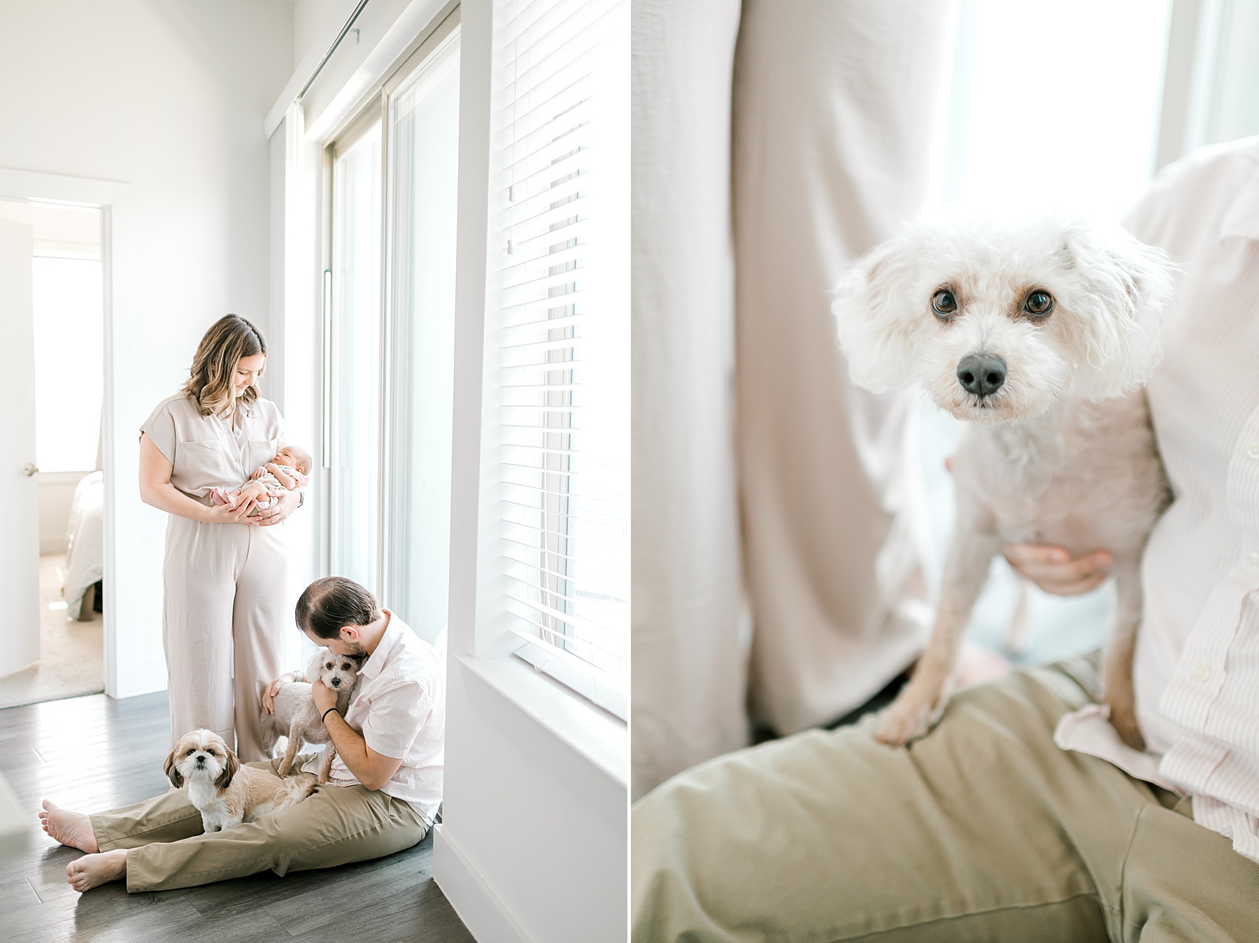 parents with newborn and family dogs