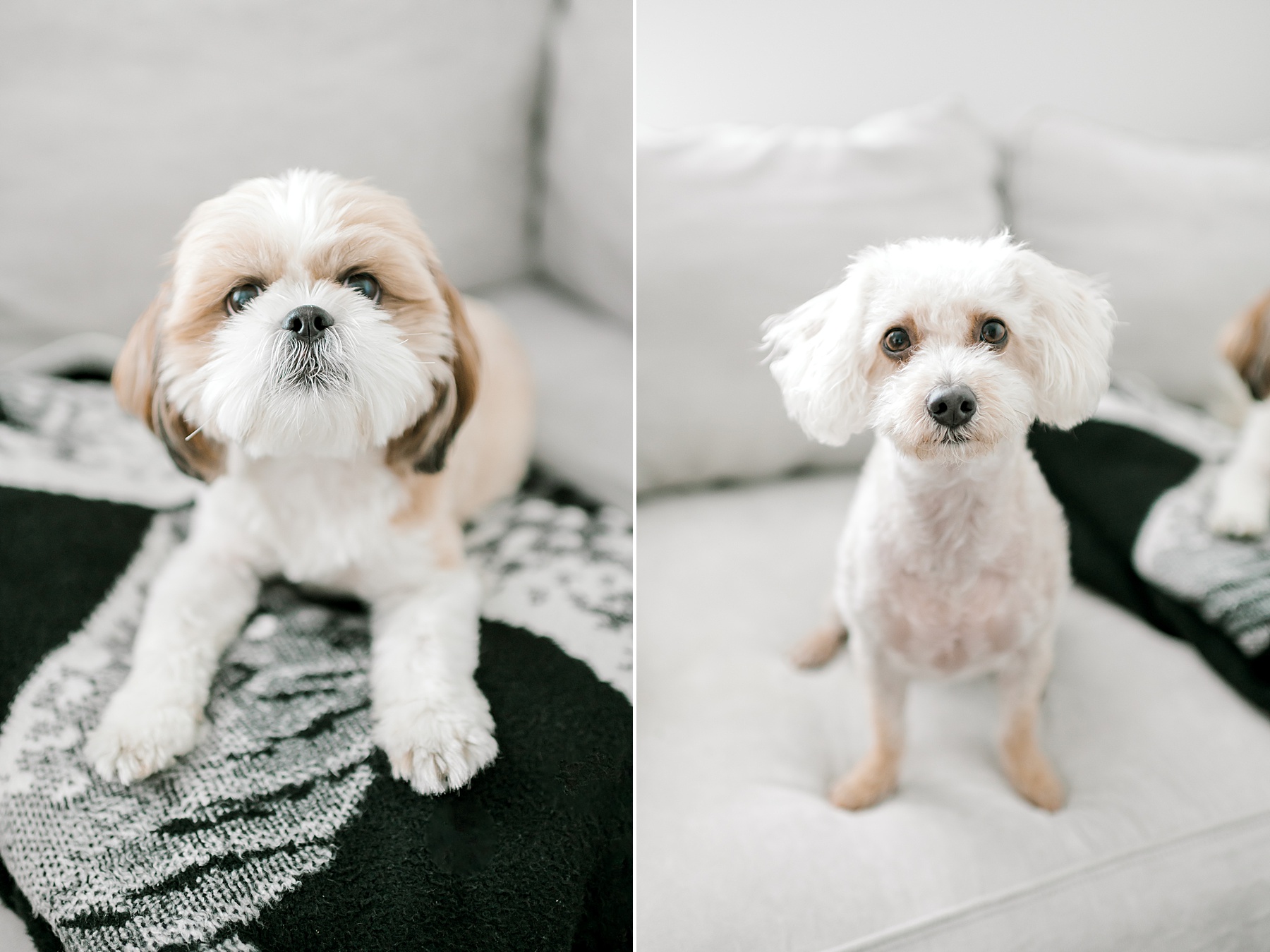 family dogs on couch