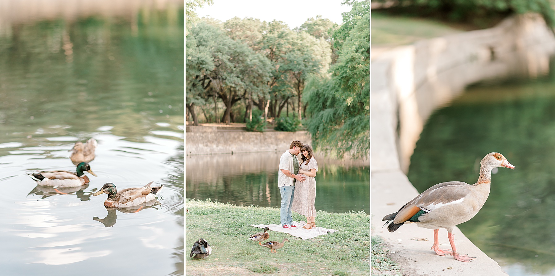 ducks greet expectant parents during Maternity session at Brackenridge Park