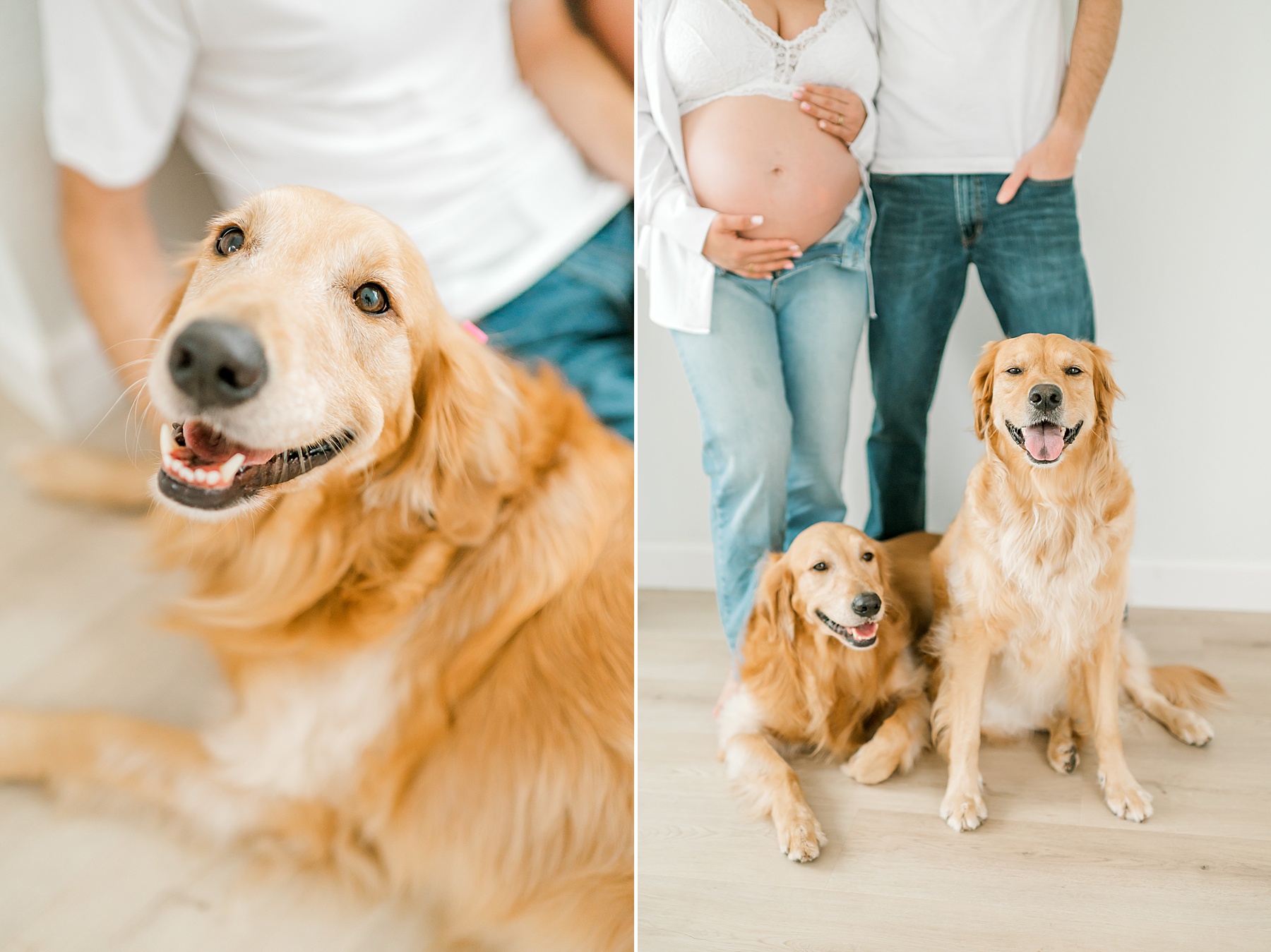 maternity portraits with 2 dogs